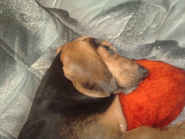 Blanding af racer basse billede 12