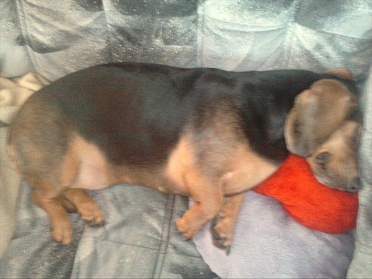 Blanding af racer basse billede 13