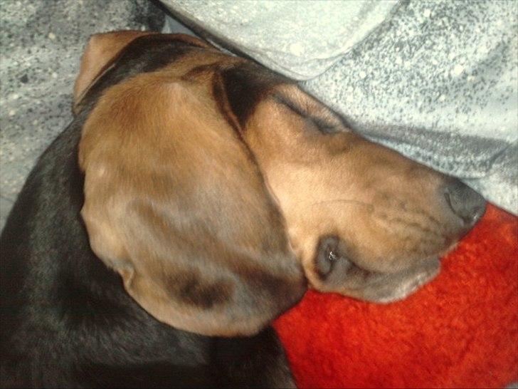 Blanding af racer basse billede 14