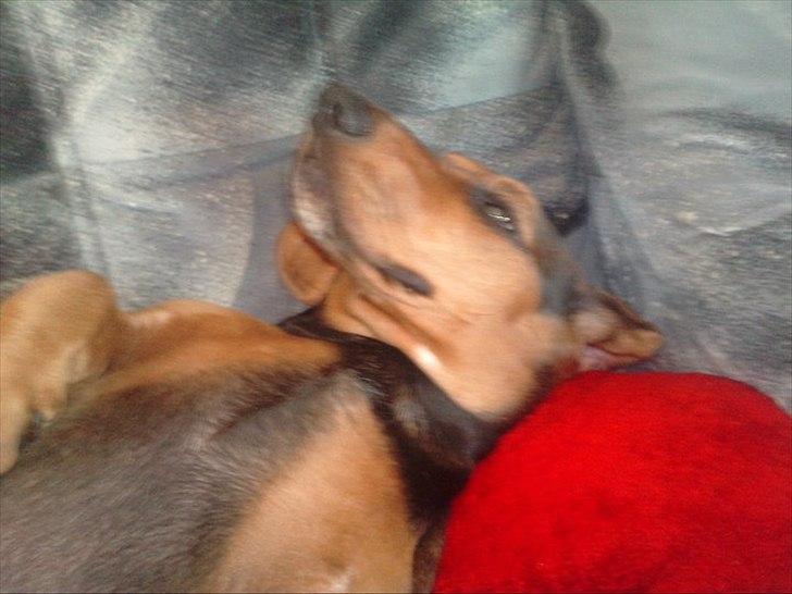 Blanding af racer basse billede 15