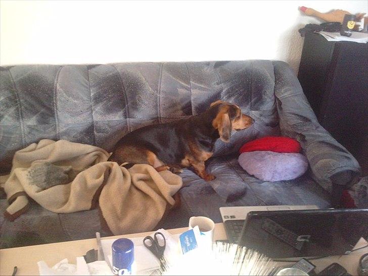 Blanding af racer basse billede 16