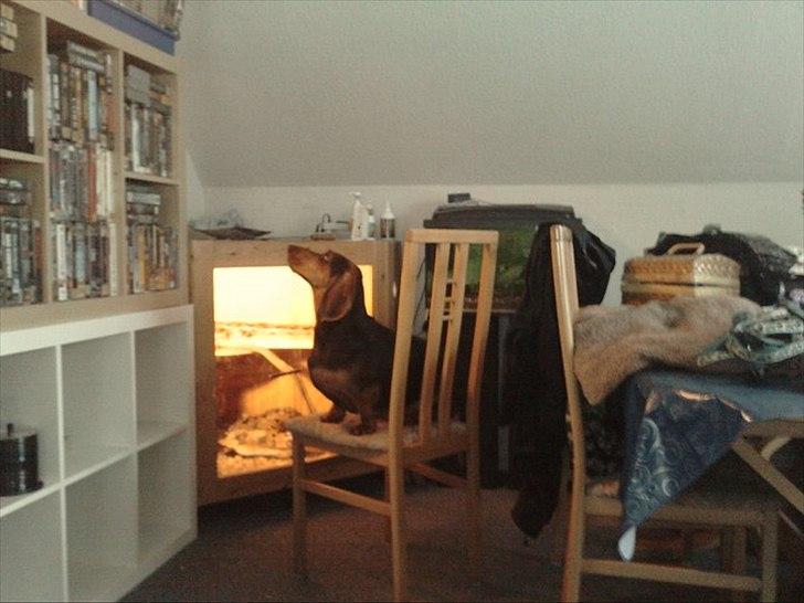 Blanding af racer basse billede 18