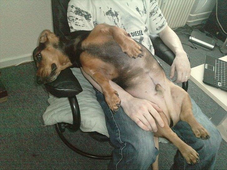 Blanding af racer basse billede 19