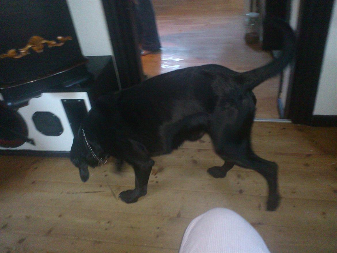 Blanding af racer rucco billede 1