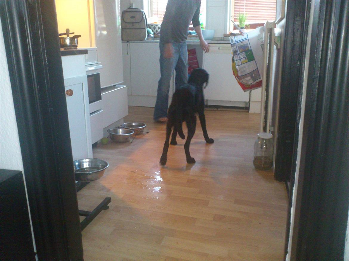 Blanding af racer rucco billede 2