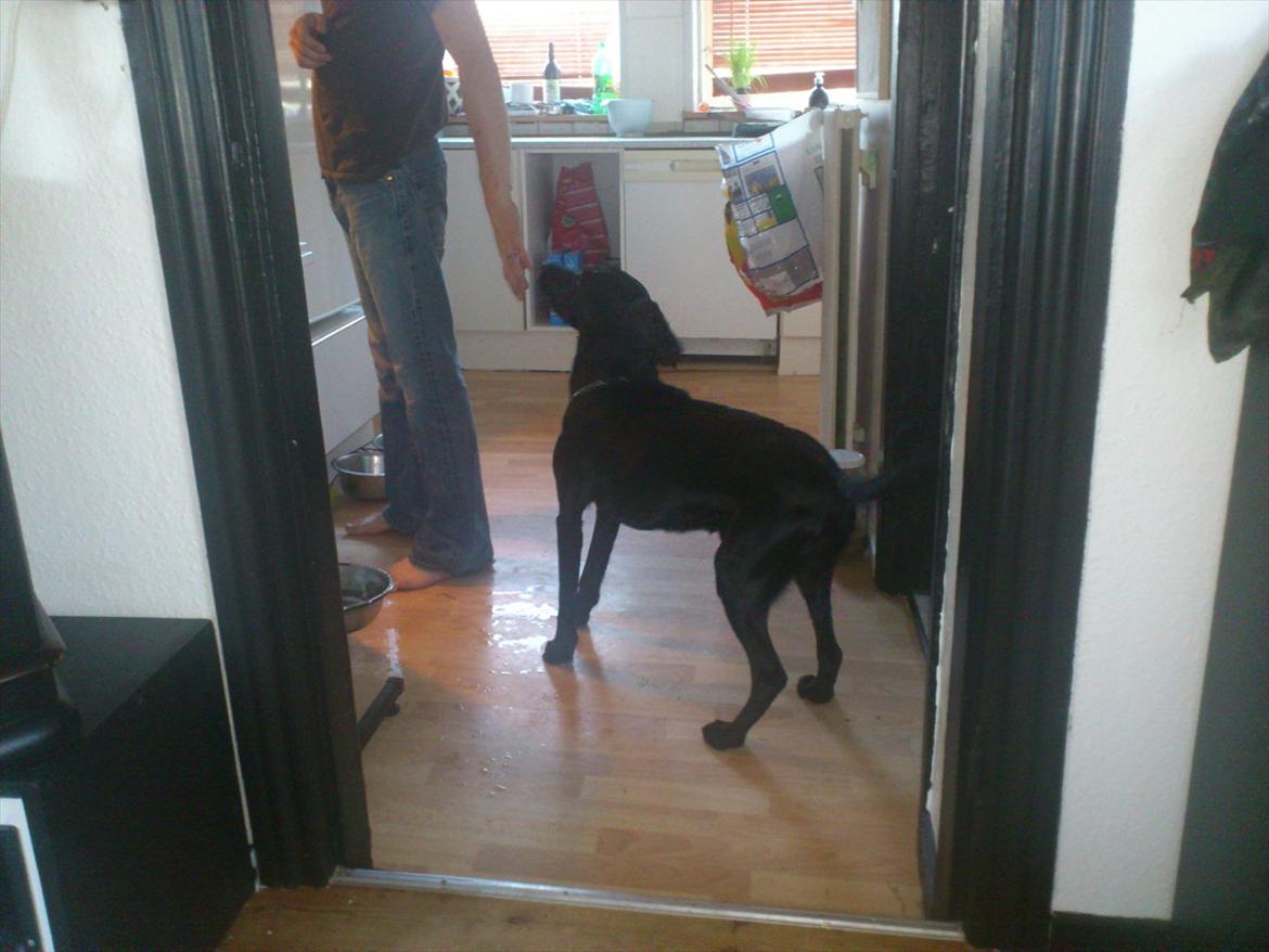 Blanding af racer rucco billede 3