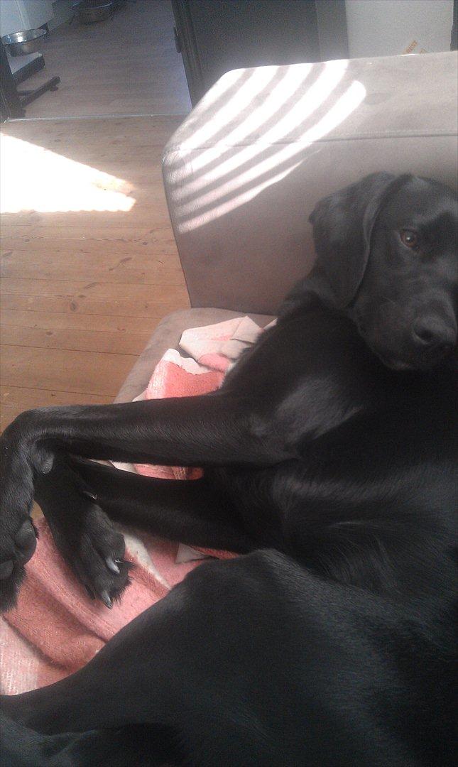 Blanding af racer rucco billede 4