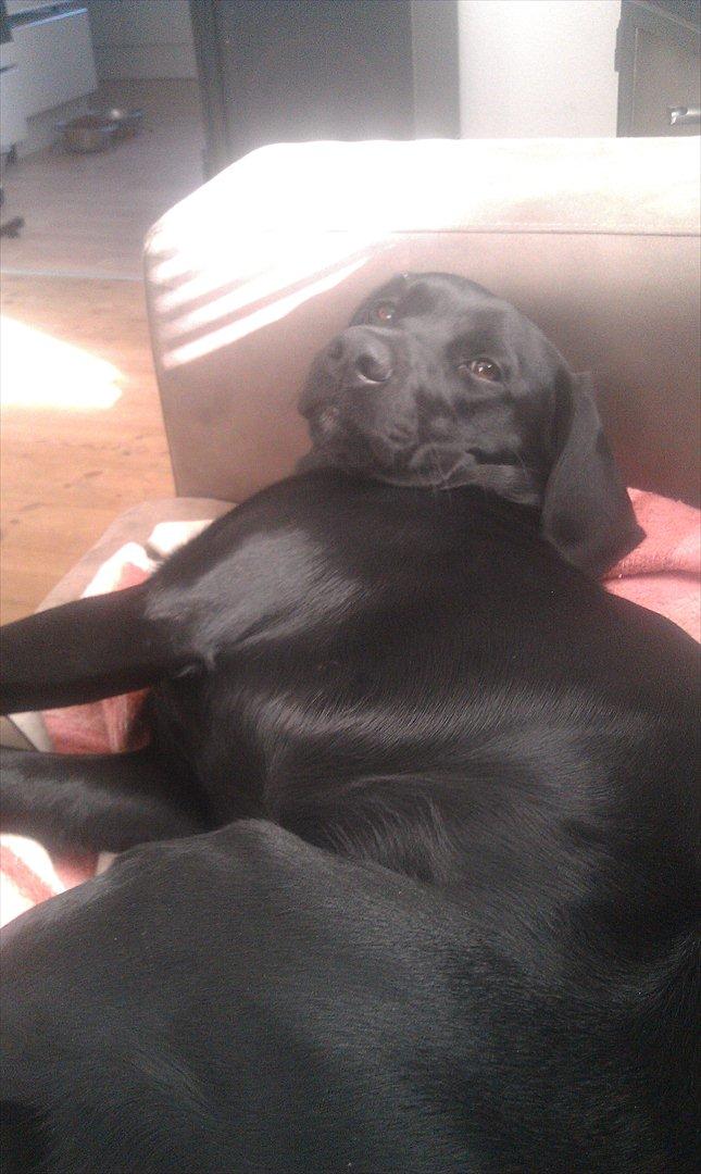 Blanding af racer rucco billede 5