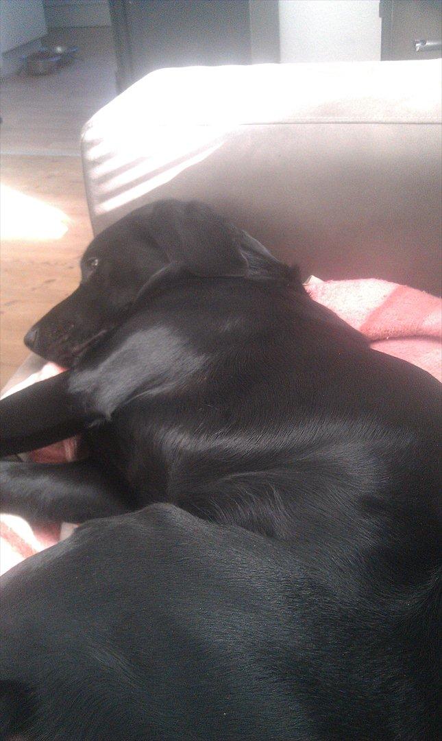 Blanding af racer rucco billede 6