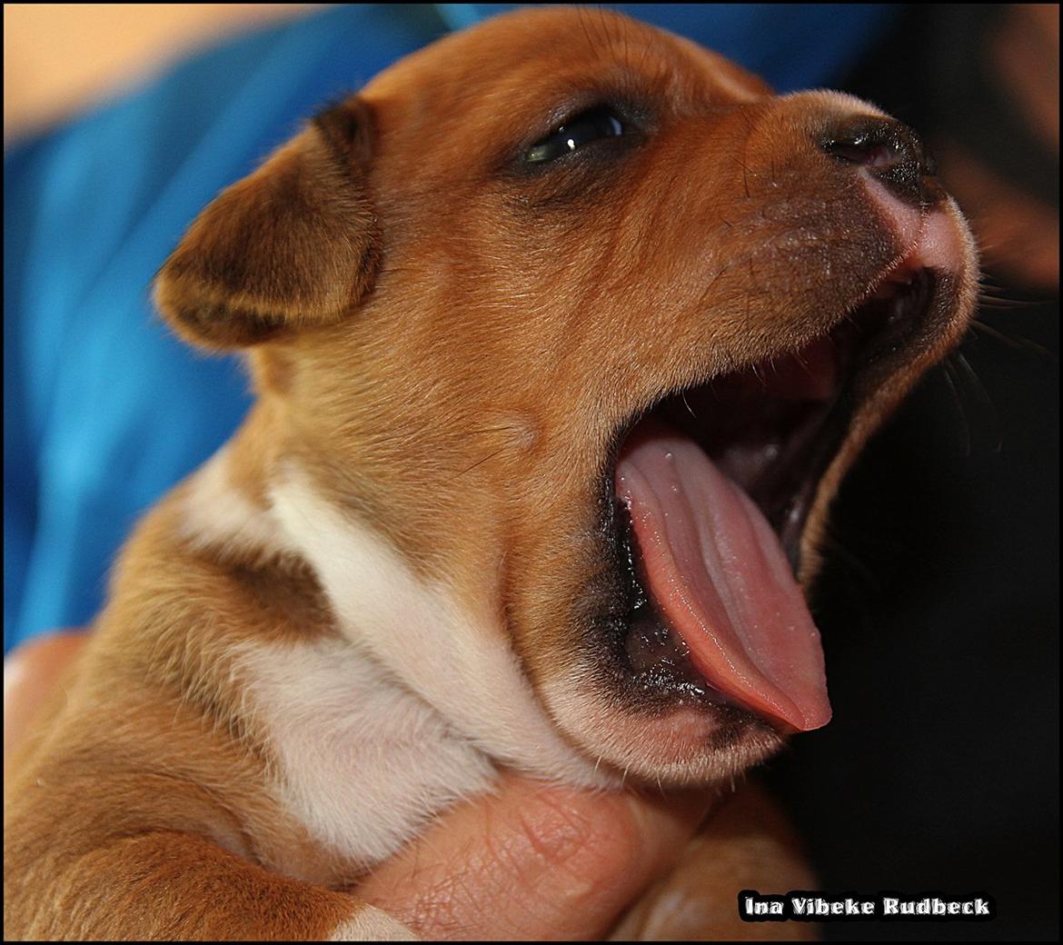 Staffordshire bull terrier Inez  billede 13