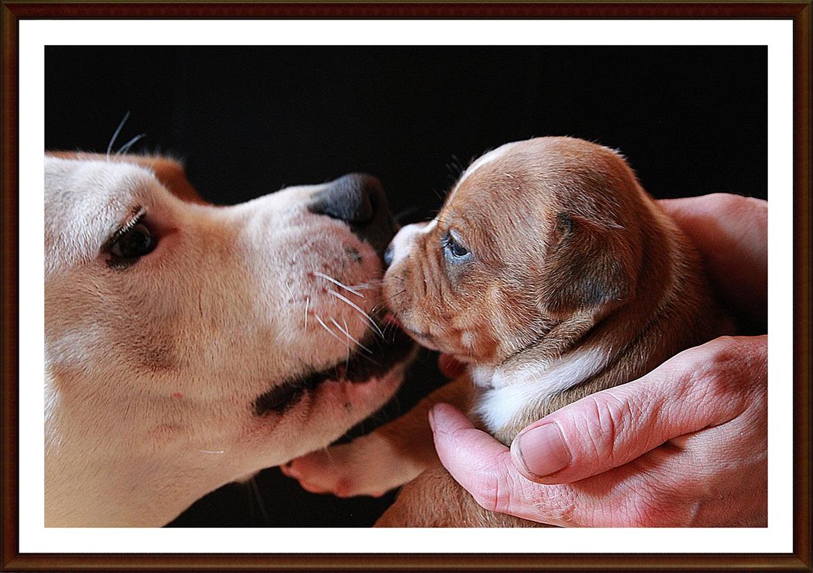 Staffordshire bull terrier Inez  - Far og Inez  billede 11