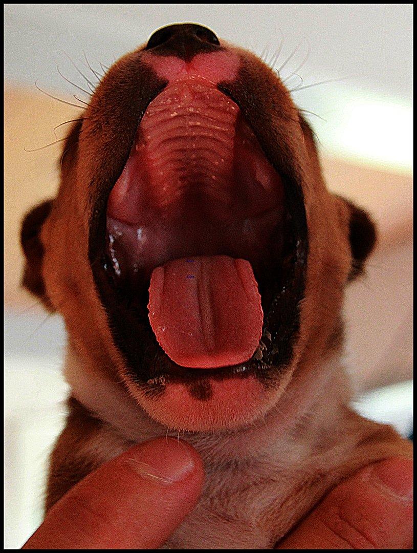 Staffordshire bull terrier Inez  - Gab billede 7