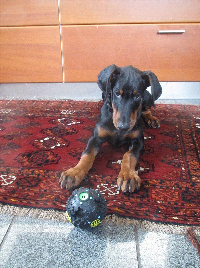 Dobermann Lule billede 1