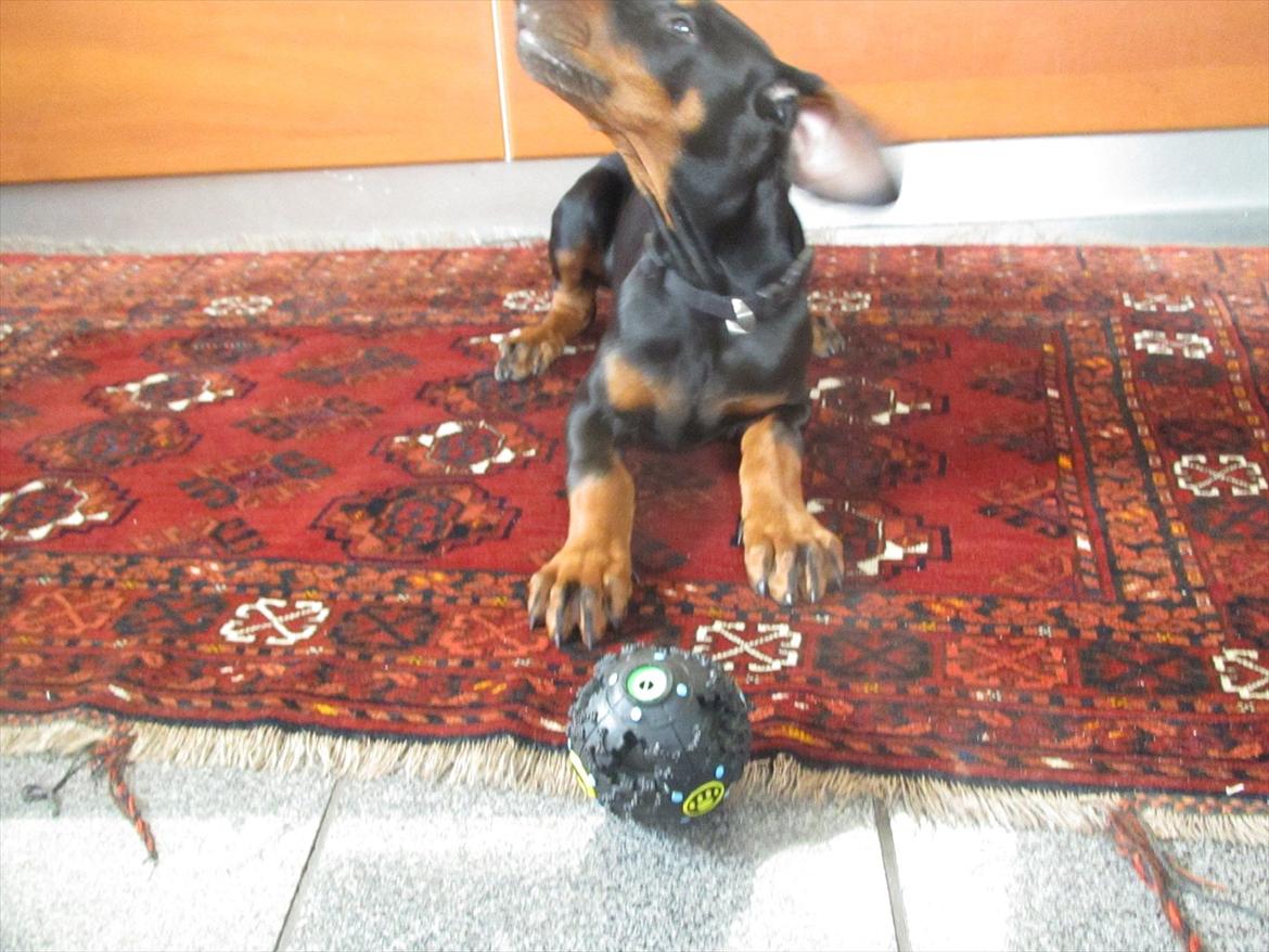 Dobermann Lule billede 2