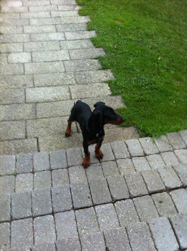 Dobermann Lule billede 4