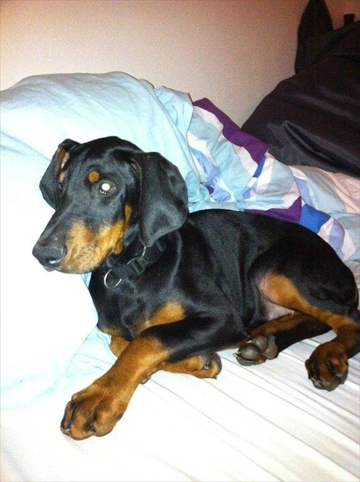 Dobermann Lule billede 5