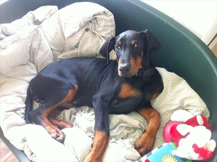 Dobermann Lule billede 7