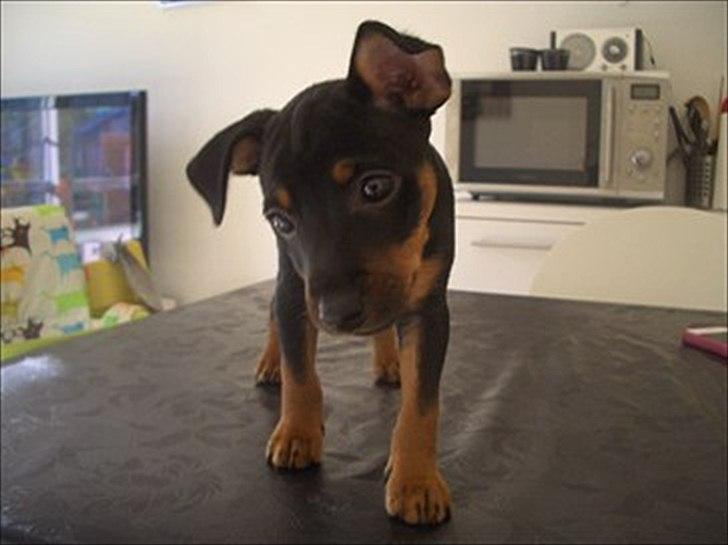 Blanding af racer Cisco - Cisco da vi kke have fået ham endnu.. billede 13