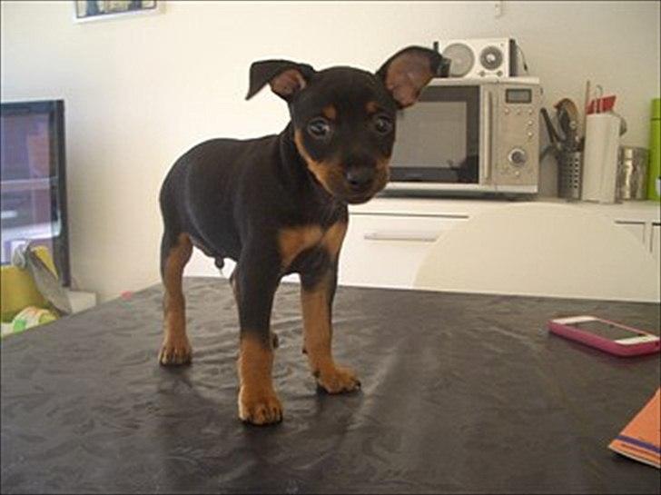 Blanding af racer Cisco - Cisco da vi ikke have fået ham endnu.. Der hed han Lucky.. :)  billede 12