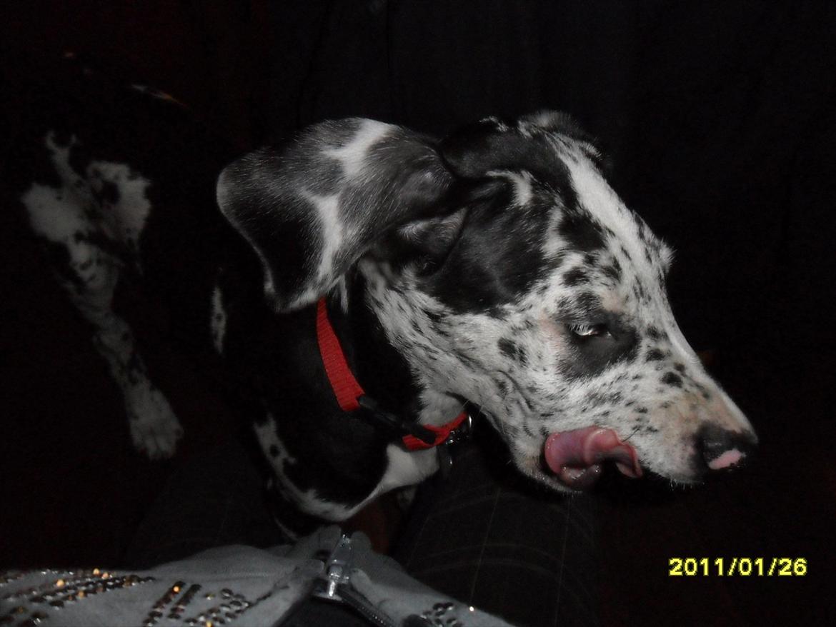 Grand danois Tøzen - godmorgen billede 9