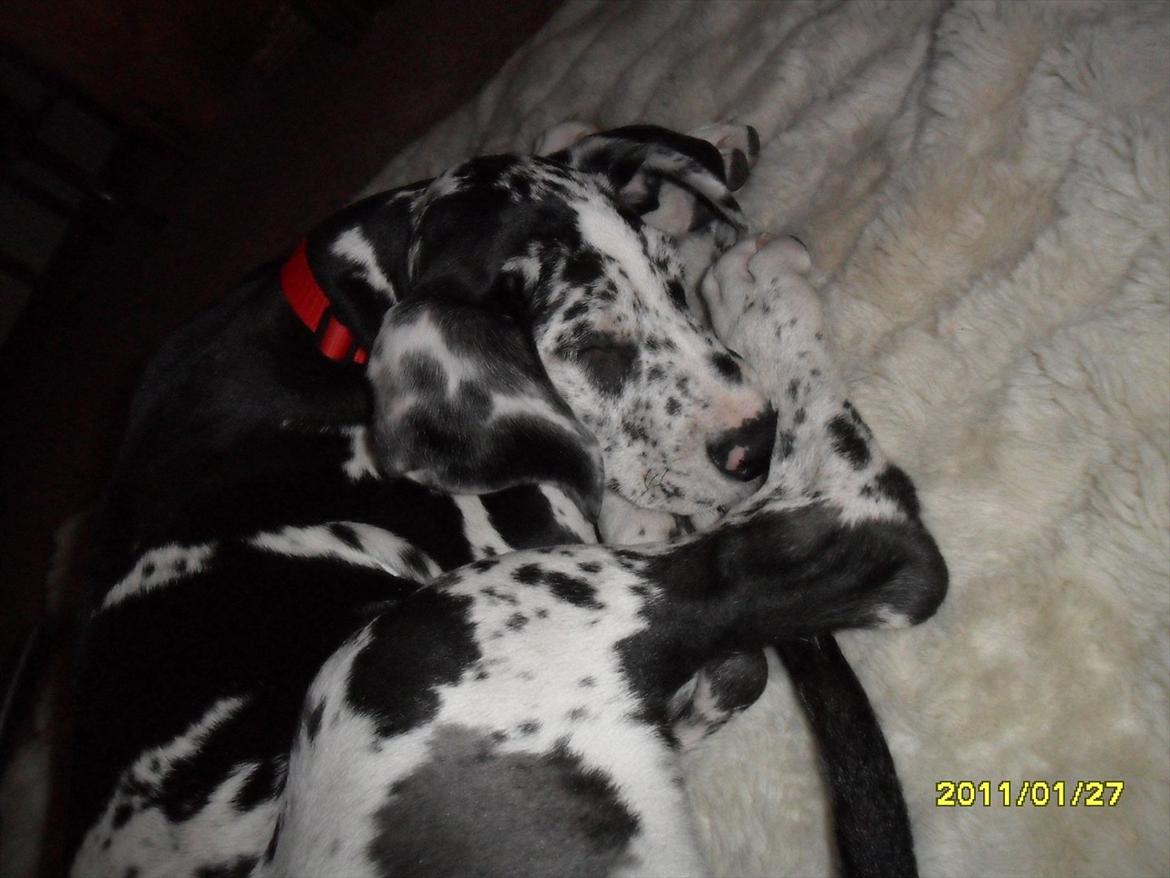 Grand danois Tøzen - I<3U billede 10