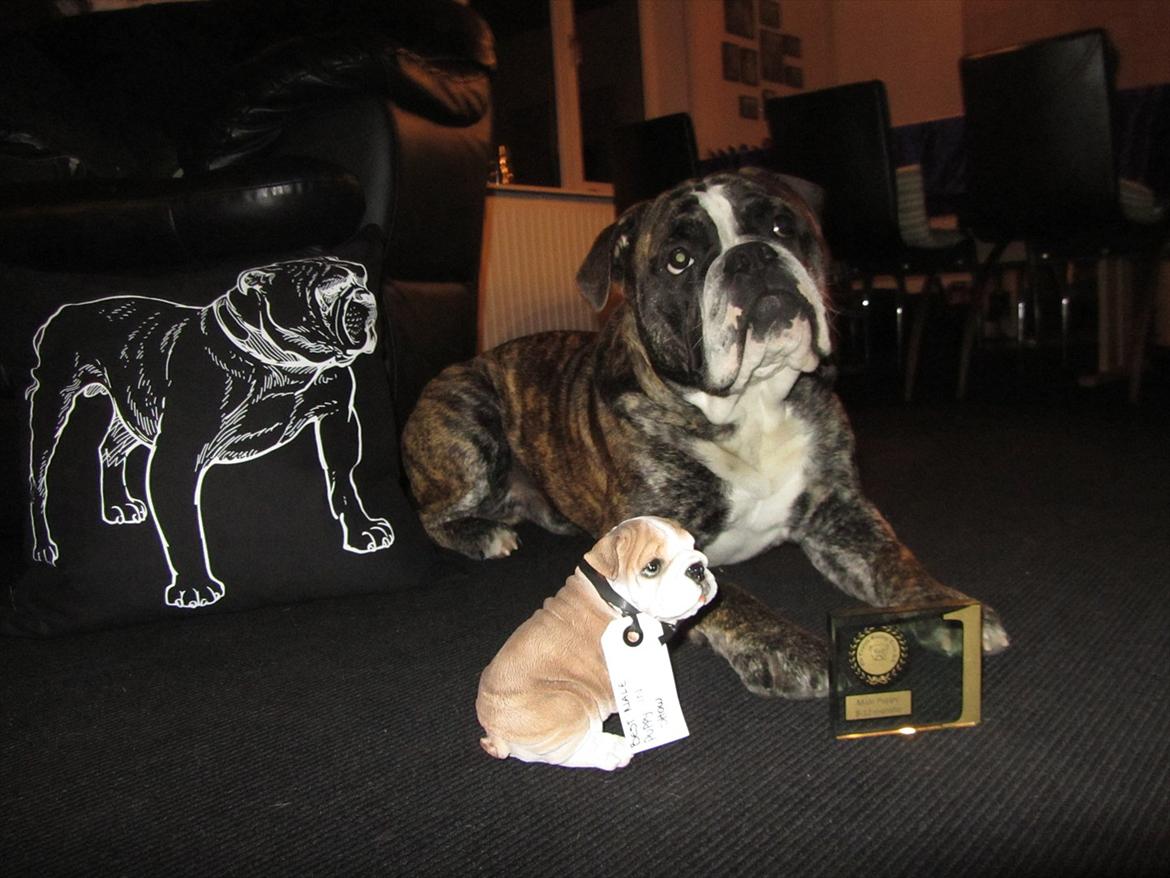 Olde english bulldogge Kingston - Efter udstilling 
1 plads 9-12 måneder
Best male puppy in show billede 14