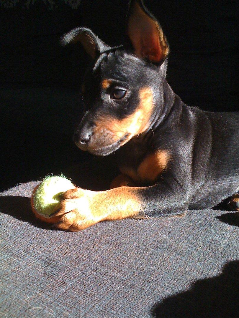 Blanding af racer Cisco billede 8