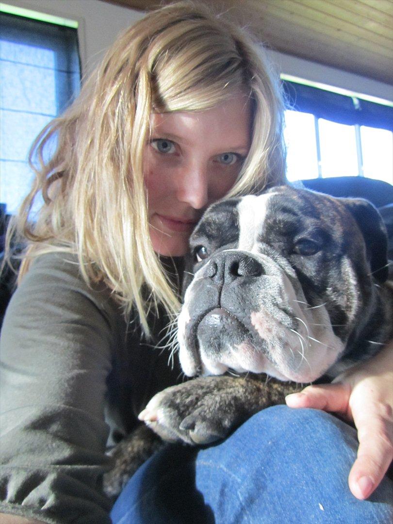 Olde english bulldogge Kingston billede 15