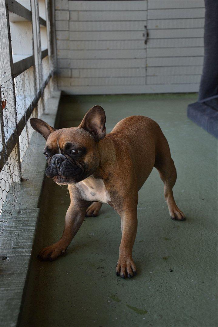 Fransk bulldog Willie - 1 år og 4 mdr. Vov! billede 8