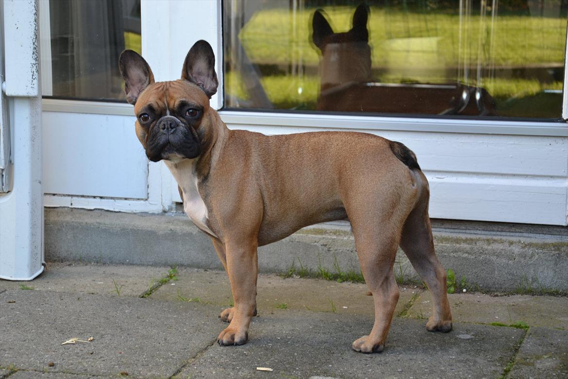 Fransk bulldog Willie - 1 år og 4 mdr. billede 10