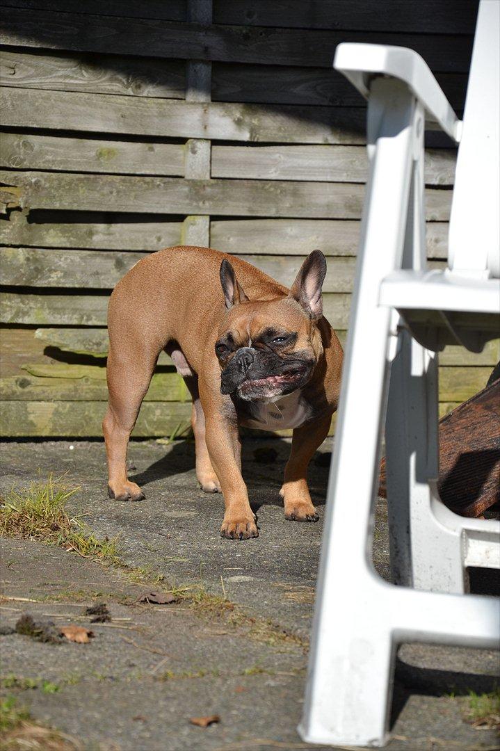Fransk bulldog Willie - 1 år og 4 mdr. billede 11