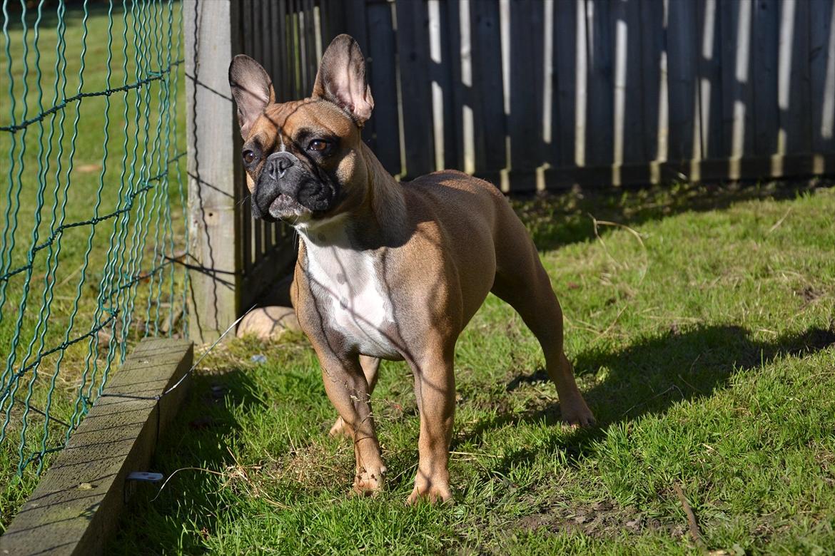 Fransk bulldog Willie - 1 år og 4 mdr. billede 6