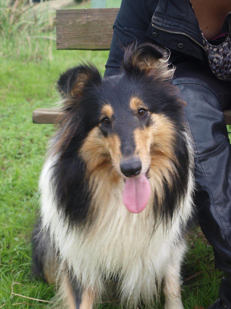 Collie langhåret Kiara billede 16