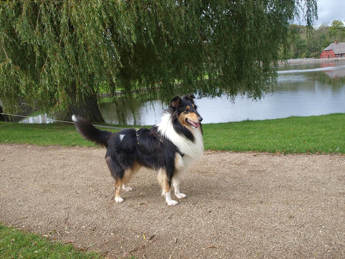 Collie langhåret Kiara billede 17