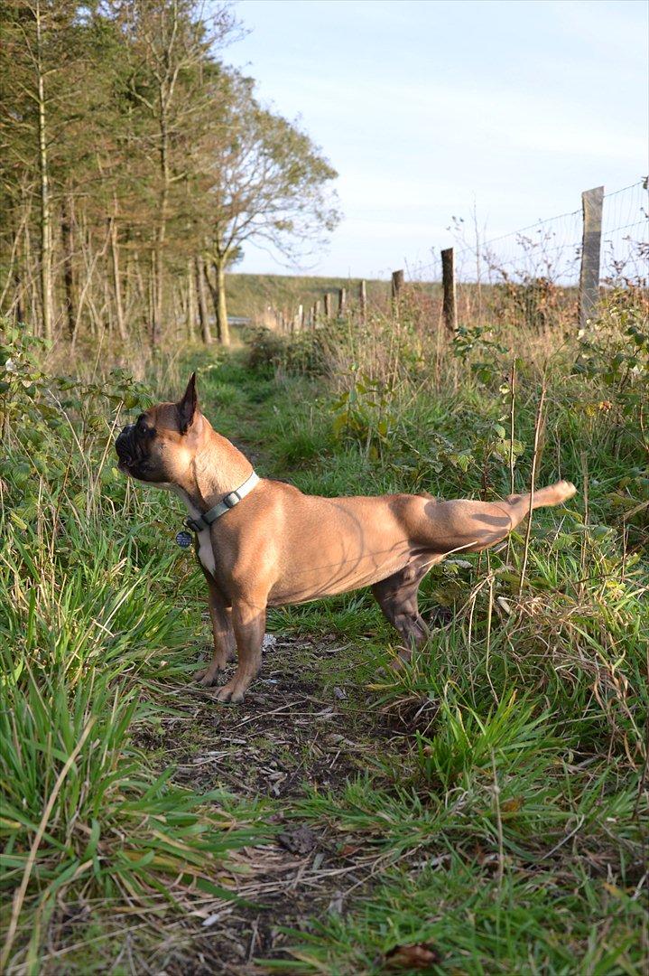 Fransk bulldog Willie - 1 år og 4 mdr. Willie til OL. billede 12