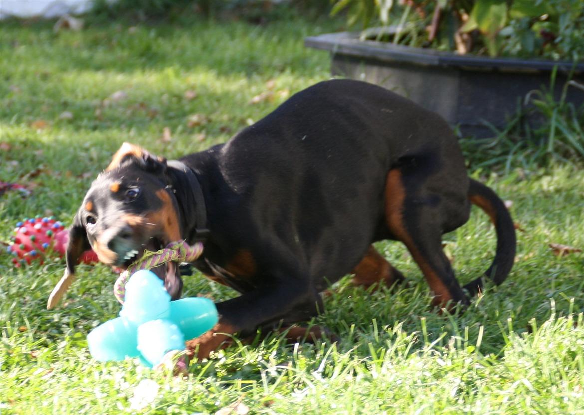 Dobermann Calle - 18 uger, calle der ligner en spidssnudet rotte, lool billede 6