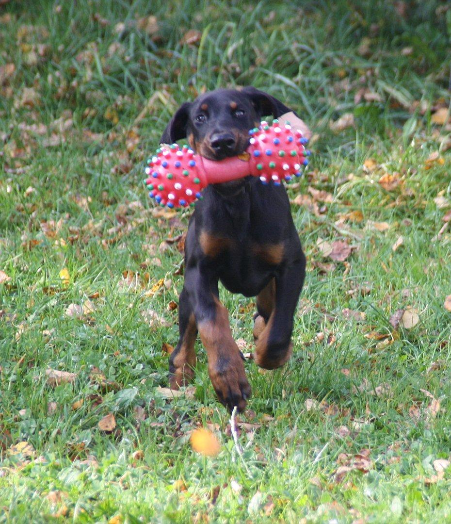 Dobermann Calle - 18 uger, apport billede 11