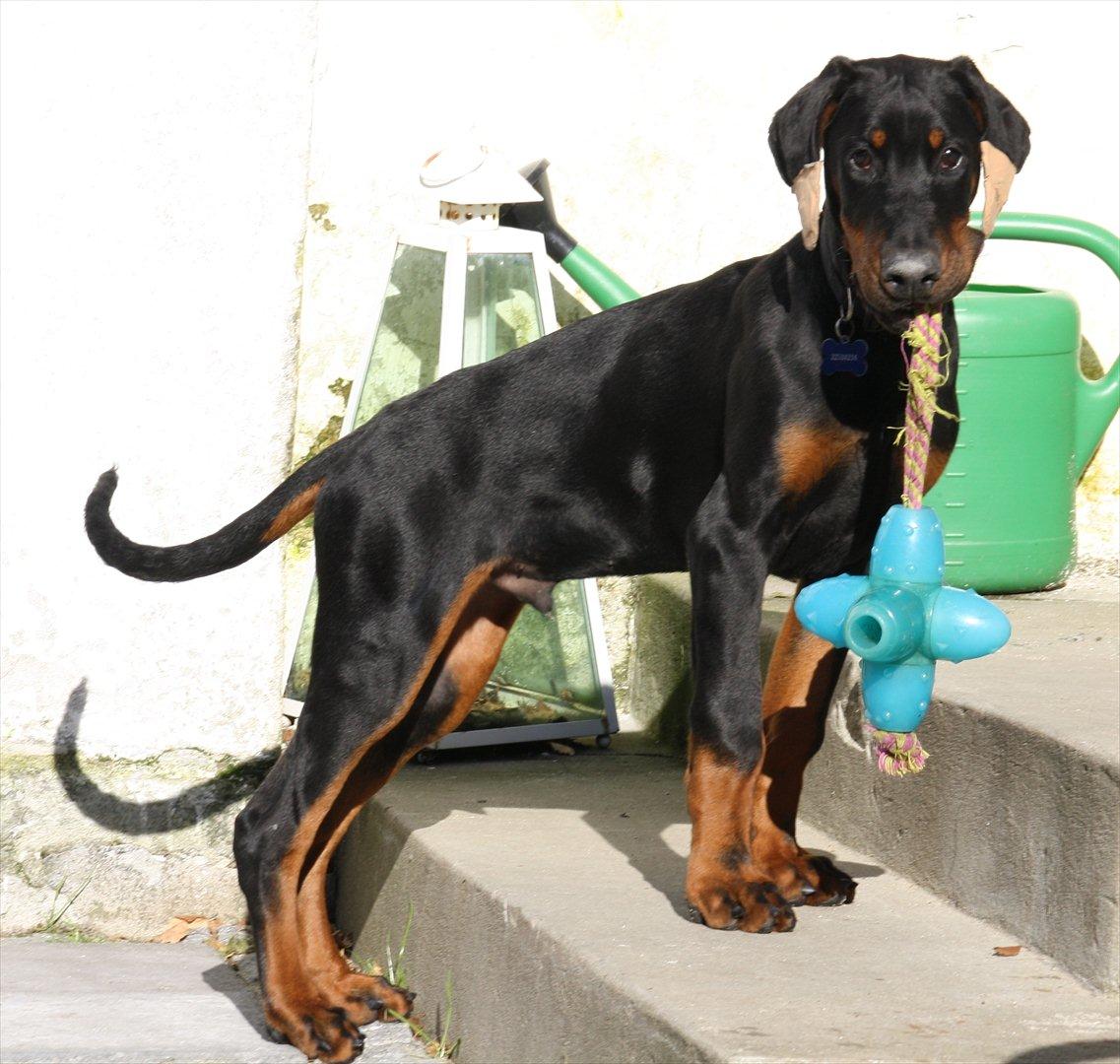 Dobermann Calle - 18 uger billede 8