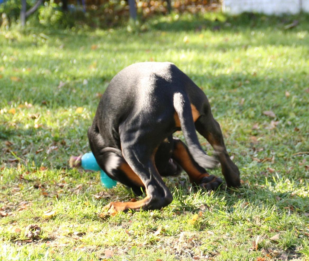 Dobermann Calle - 18 uger, calle der altid snubler i legetøjet i ræs billede 10