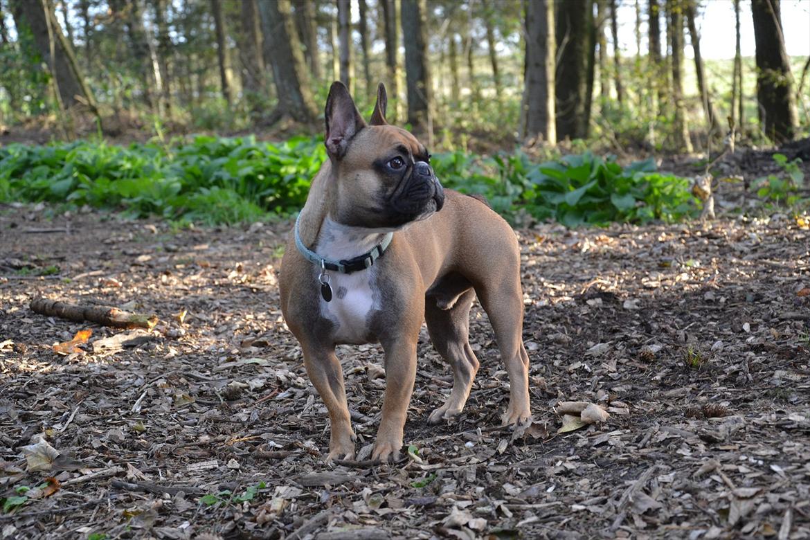 Fransk bulldog Willie - 1 år og 4 mdr. billede 14