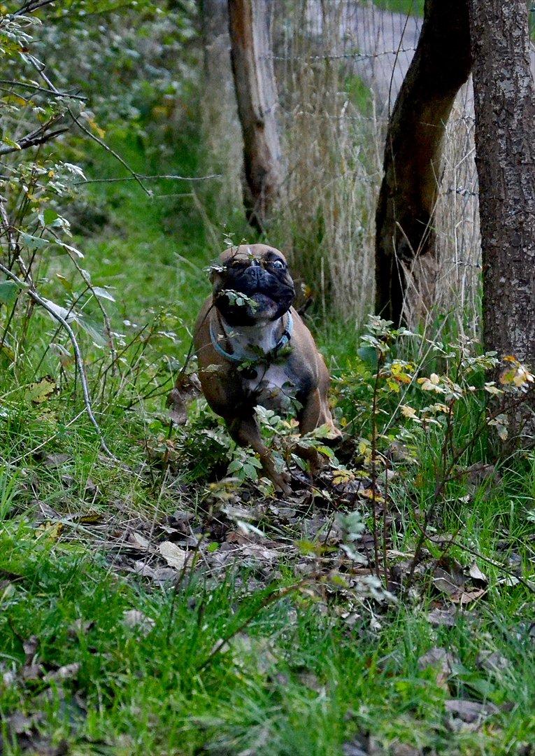 Fransk bulldog Willie - 1 år og 4 mdr. billede 13