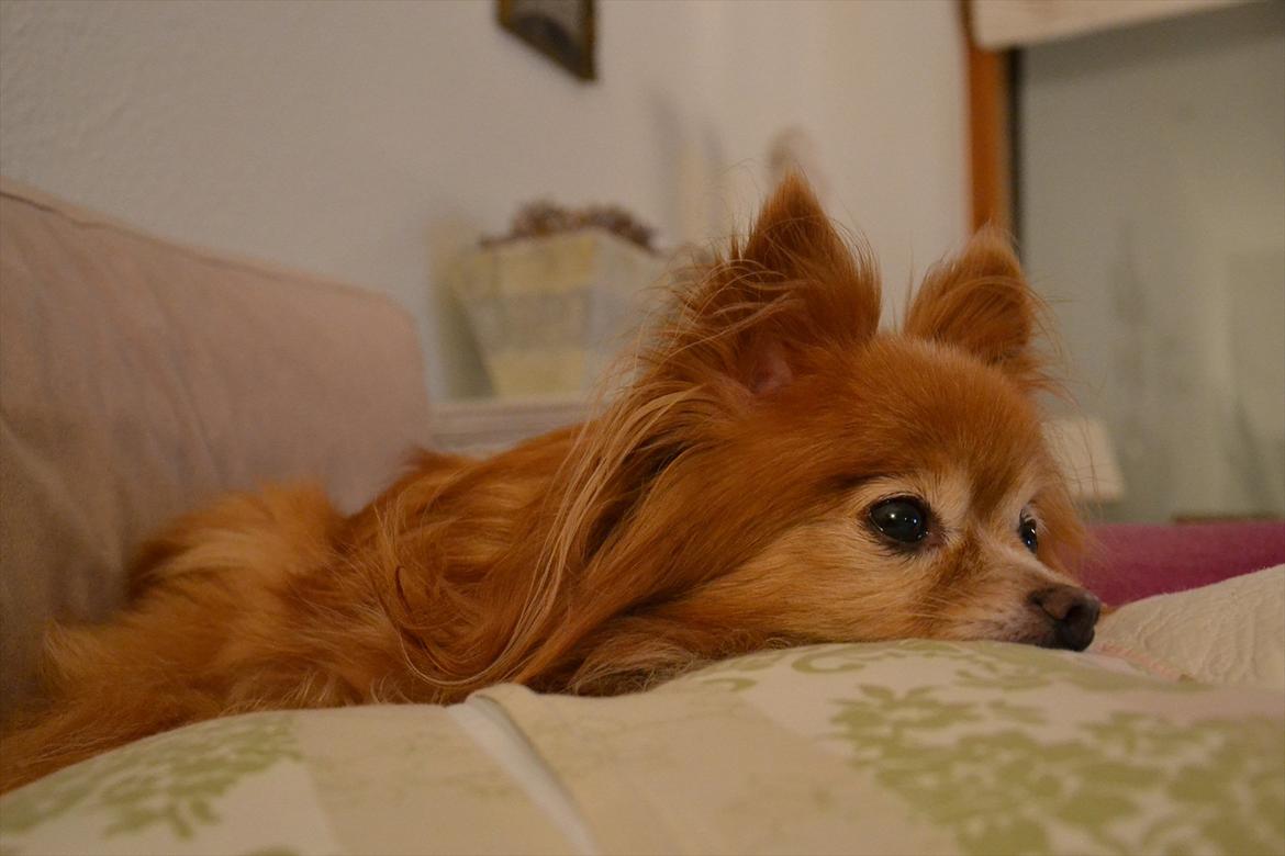 Blanding af racer Bella - Oktober 2011 billede 2