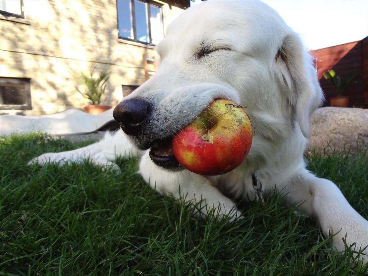 Golden retriever Elvira Madigan billede 17