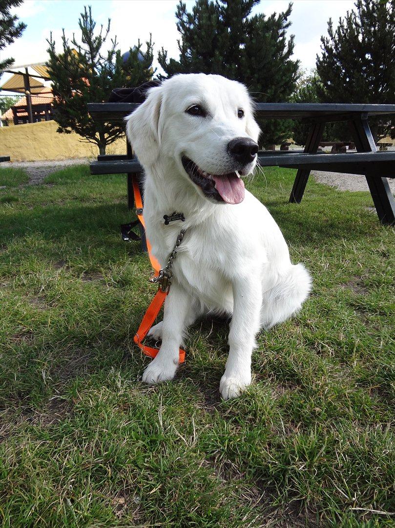 Golden retriever Elvira Madigan billede 18