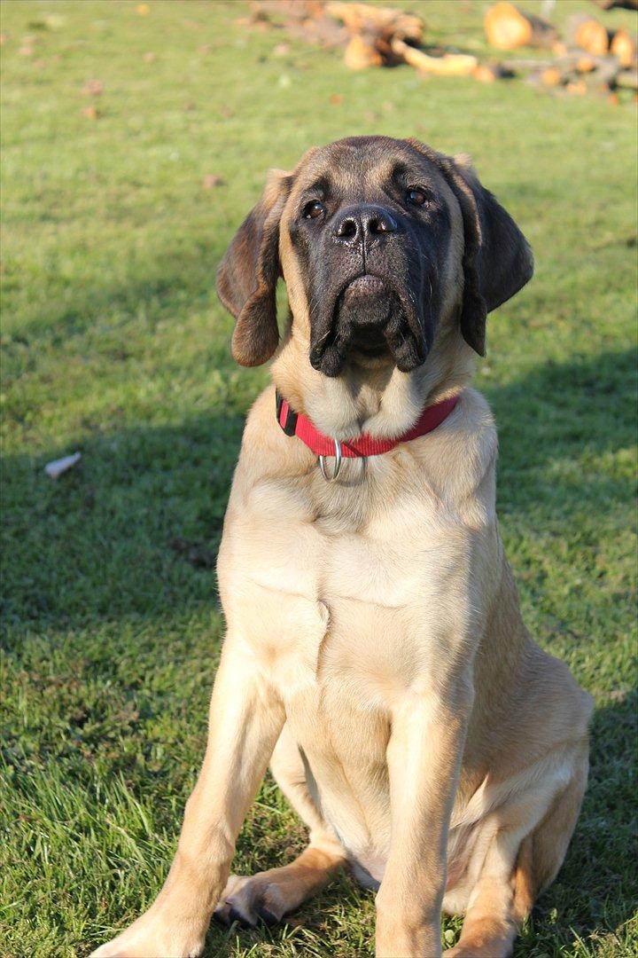 Mastiff Casa de Labranza´s Belicia "Bertha" - 5 mdr billede 18