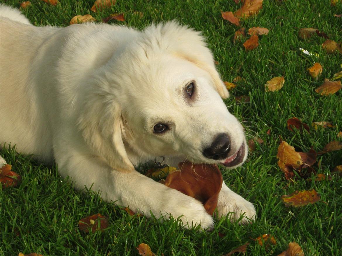 Golden retriever Anton billede 1