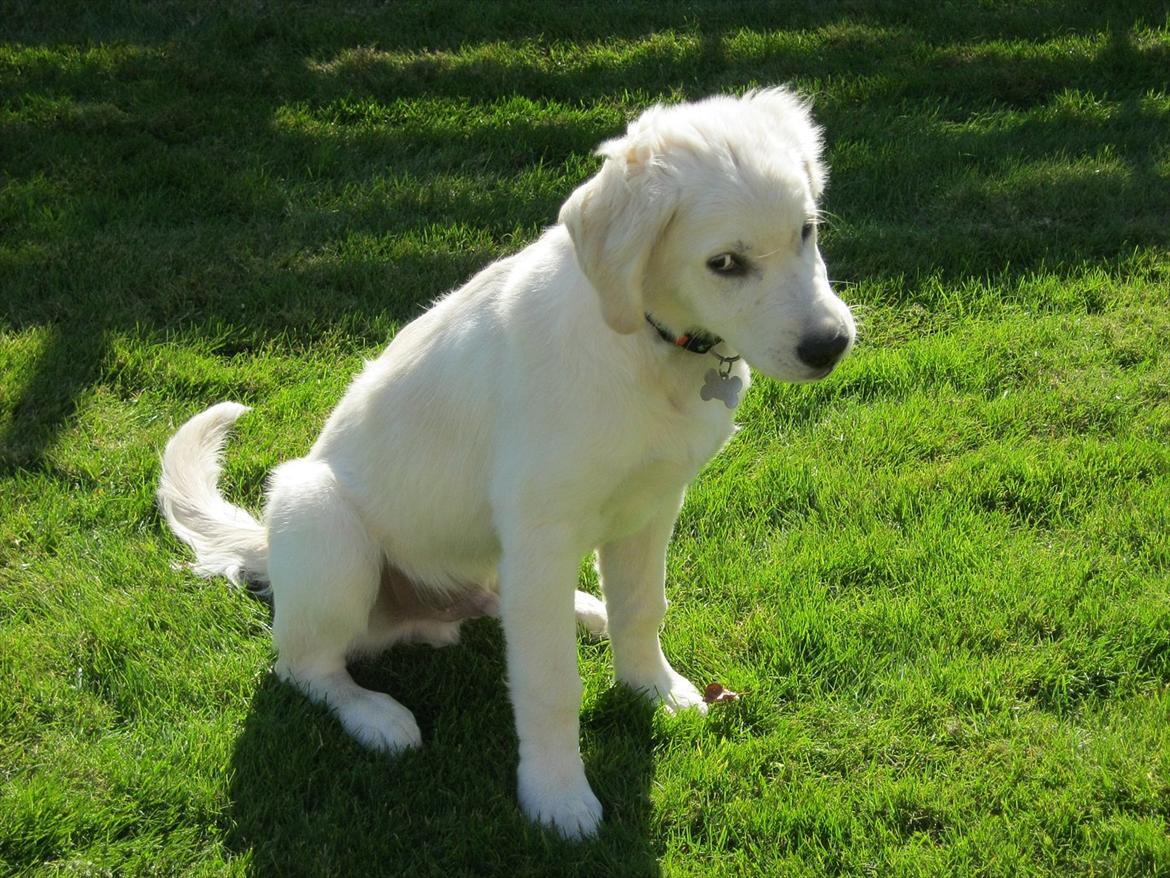 Golden retriever Anton billede 2