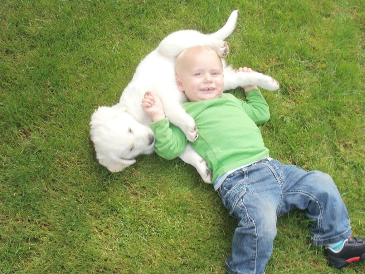 Golden retriever Anton billede 3
