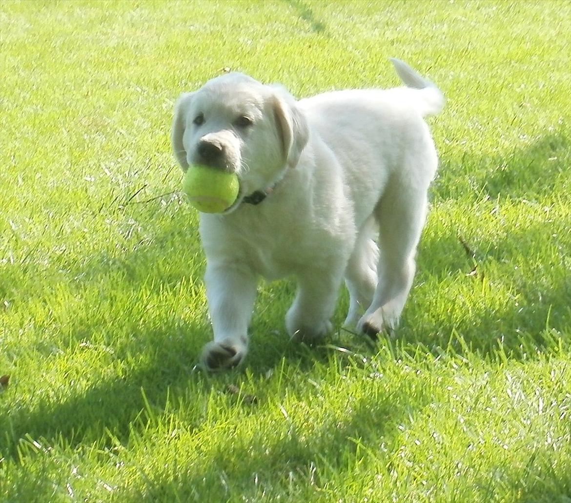 Golden retriever Anton billede 4