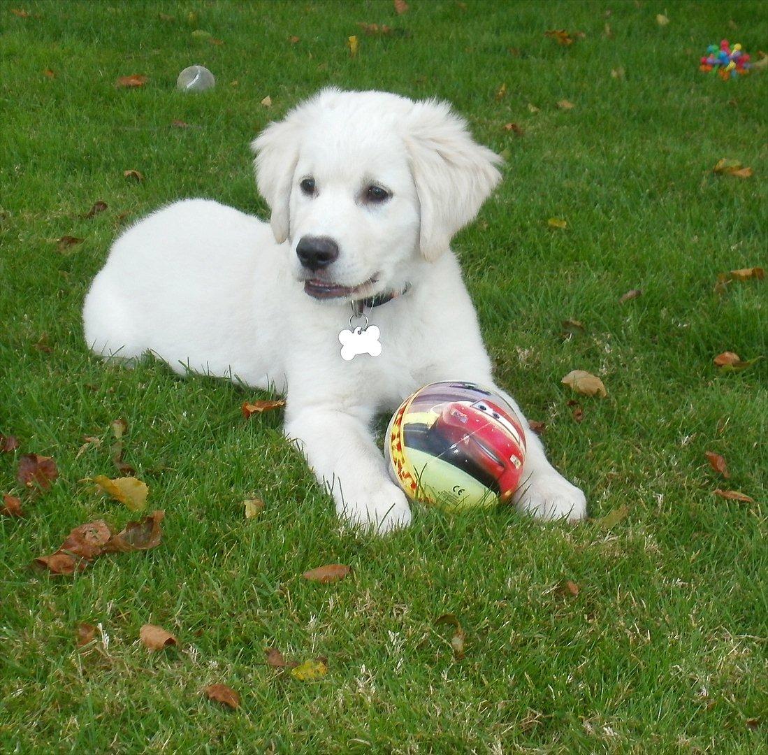 Golden retriever Anton billede 5